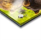 Alaska Bears Acrylic print