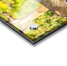 Lioness Acrylic print