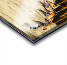 Birds at Sunrise Acrylic print