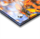 Store Georgia 5L3A0068 Acrylic print