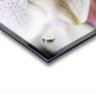 Store Macro 5L3A3626 Acrylic print