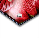 Store Macro 5L3A3569 Acrylic print