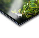 Wildlife 2 Acrylic print