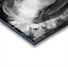 Wildlife 9 Acrylic print