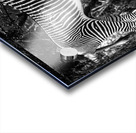 Wildlife 6 Acrylic print