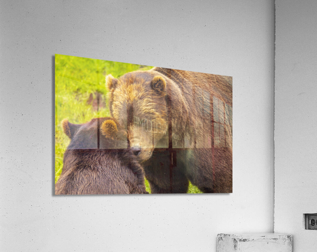 Alaska Bears Acrylic Print