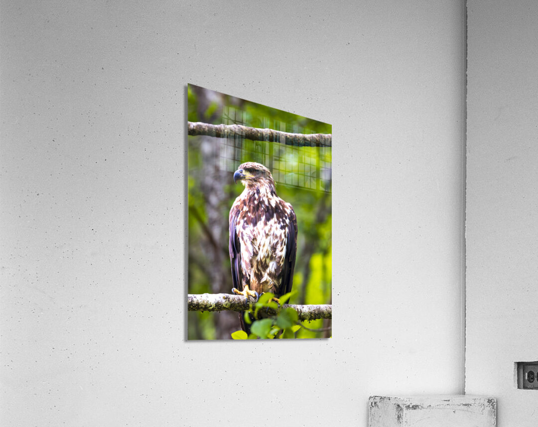 Alaska Juvenile Eagle Acrylic Print
