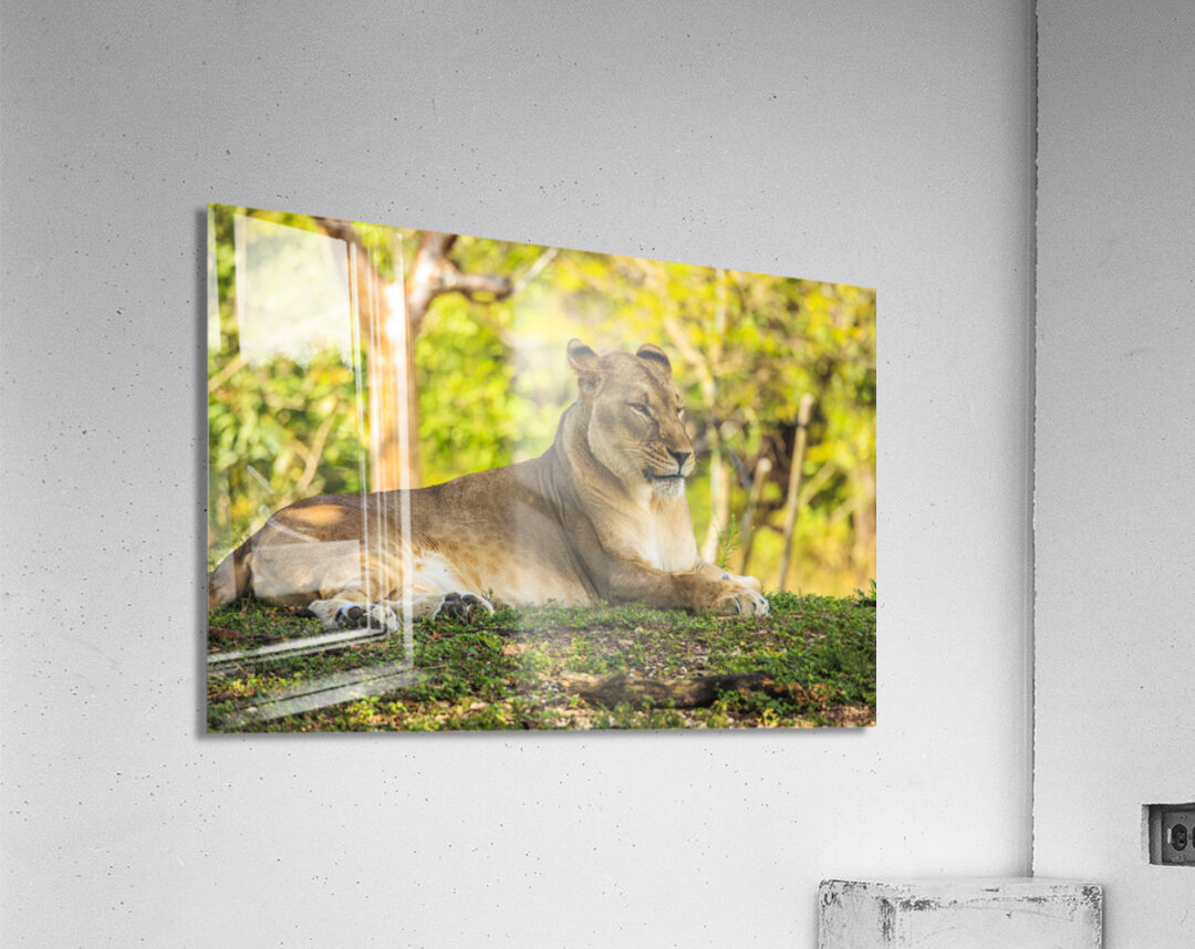 Lioness Acrylic Print