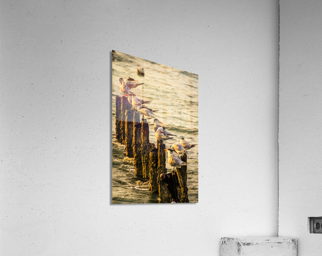 Birds at Sunrise Acrylic Print