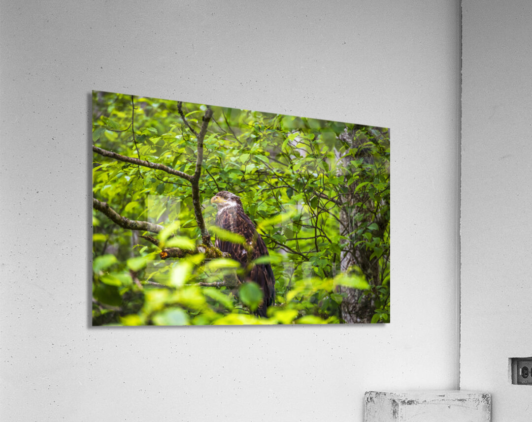 Store Alaska5L3A8248 Acrylic Print