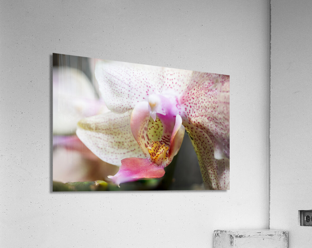 Store Macro 5L3A3626 Acrylic Print