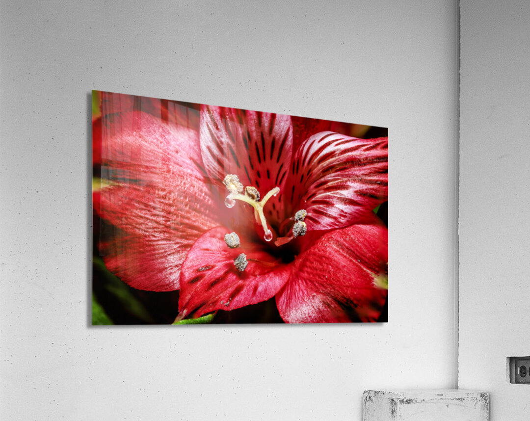 Store Macro 5L3A3569 Acrylic Print