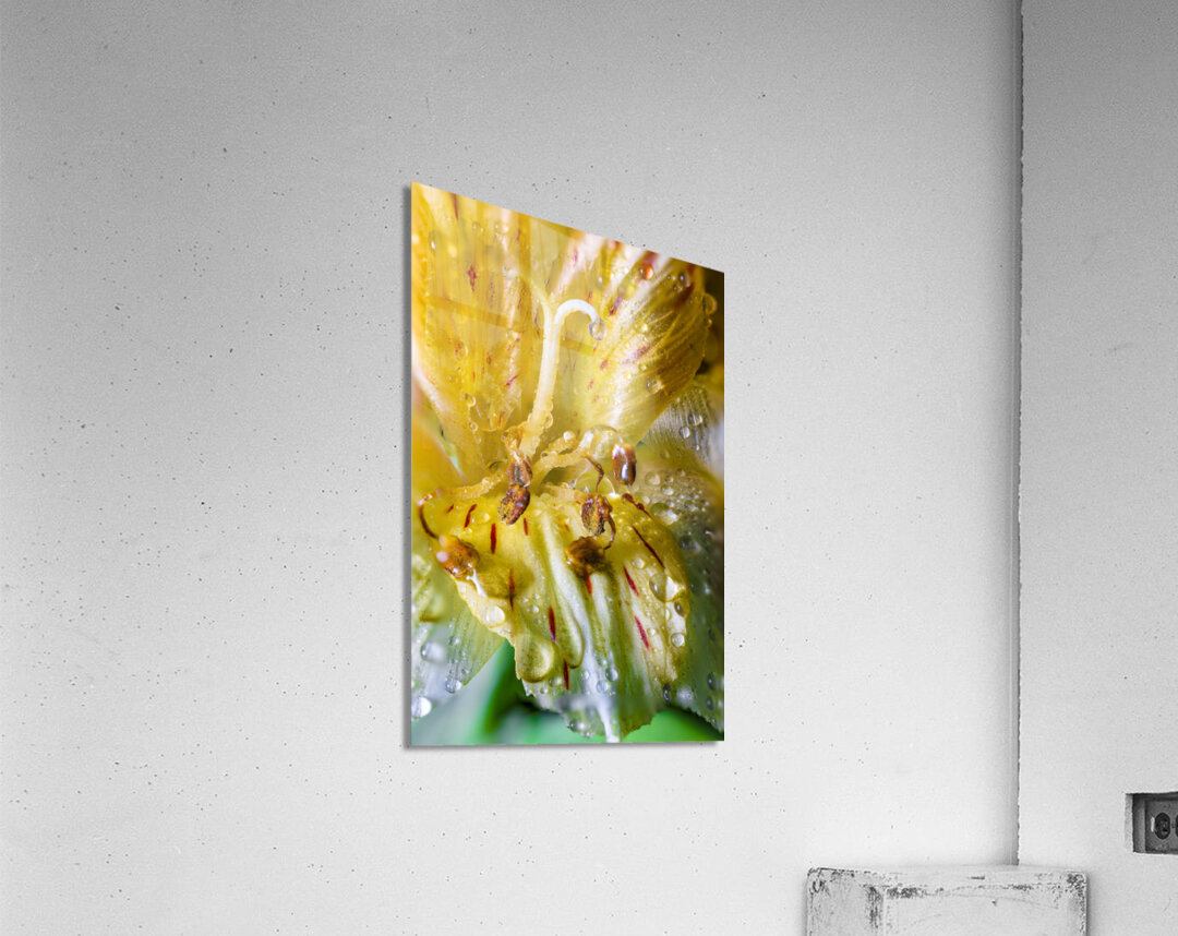 Store Macro 5L3A3699 Acrylic Print