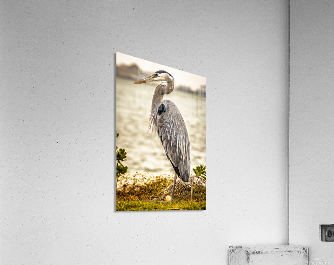 Store Key Biscayne AE2A9016 Acrylic Print