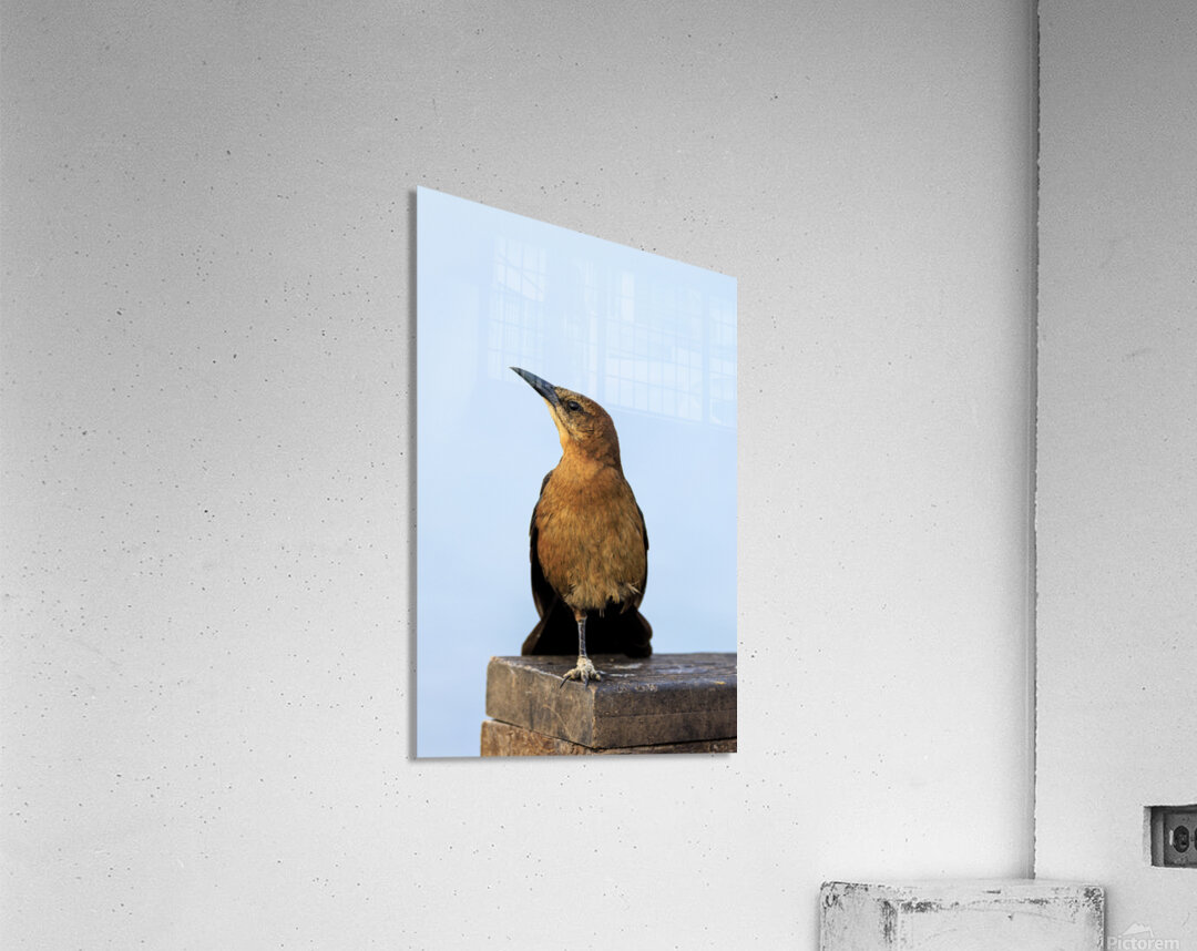 Store Dania Beach AE2A8779 Acrylic Print