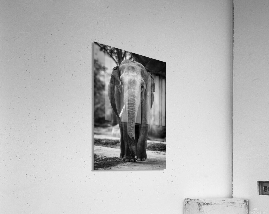 Wildlife 9 Acrylic Print