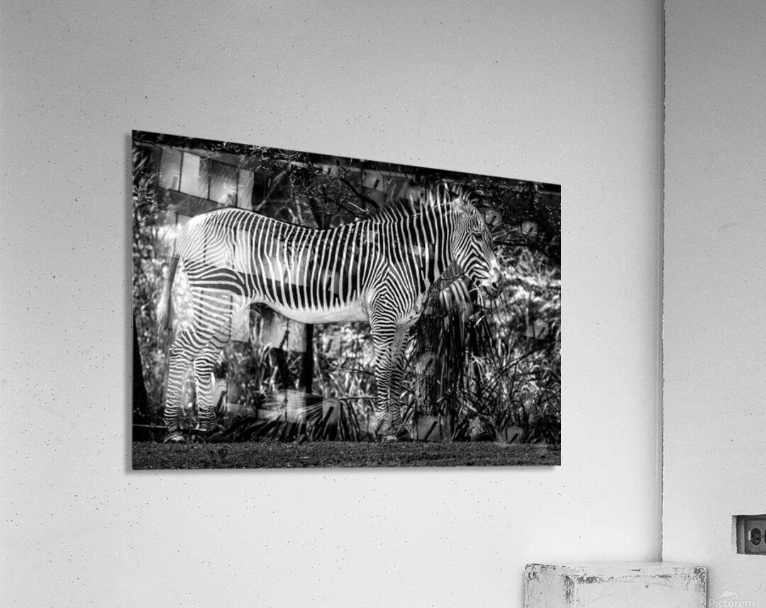 Wildlife 6 Acrylic Print