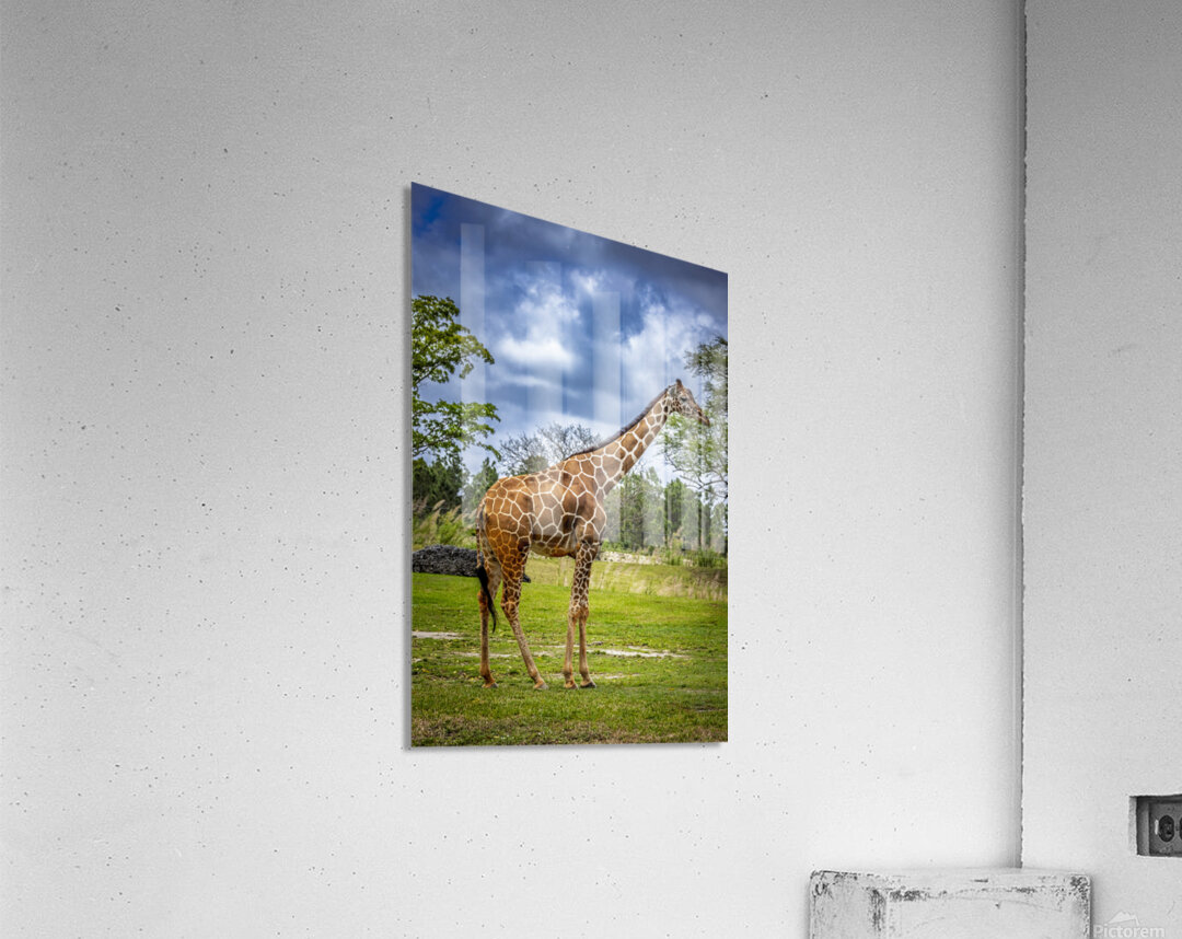 Wildlife 7 Acrylic Print