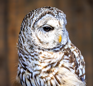 Store Vancouver 5L3A6870