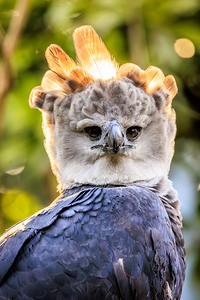 Harpy Eagle