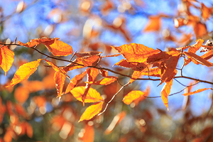 Store Georgia 5L3A0068