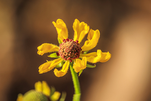 Store Georgia 5L3A0133