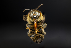 Store Macro 5L3A2811