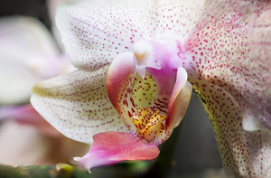 Store Macro 5L3A3626