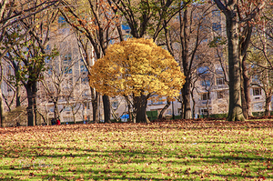 Store New York DSC 4114