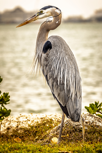 Store Key Biscayne AE2A9016 Print