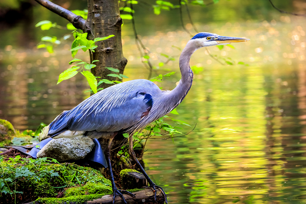 Store Vancouver 5L3A6854 Print