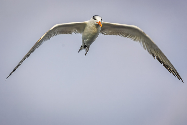 Store Dania Beach AE2A8748 Print