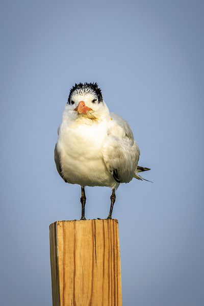 Store Dania Beach AE2A8826 Print