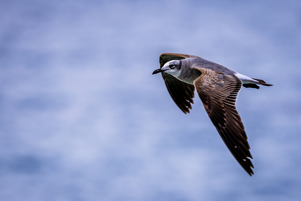 Store Dania Beach AE2A8885 Print