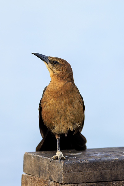 Store Dania Beach AE2A8779 Print