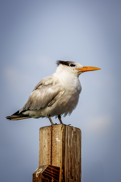 Store Dania Beach AE2A8709 Print