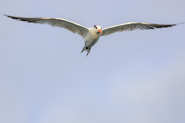 Store Dania Beach AE2A8747 Print