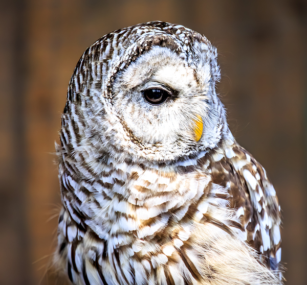 Store Vancouver 5L3A6870 Print