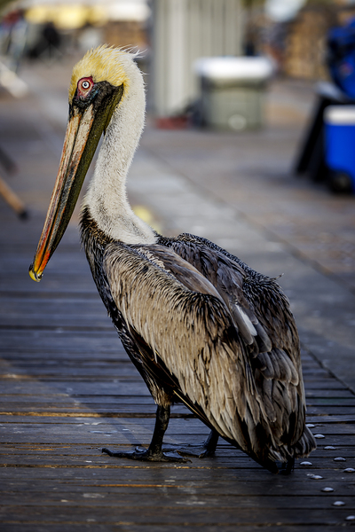 Store Dania Beach AE2A8718 Print