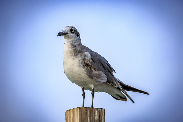 Store Dania Beach AE2A8868 Print