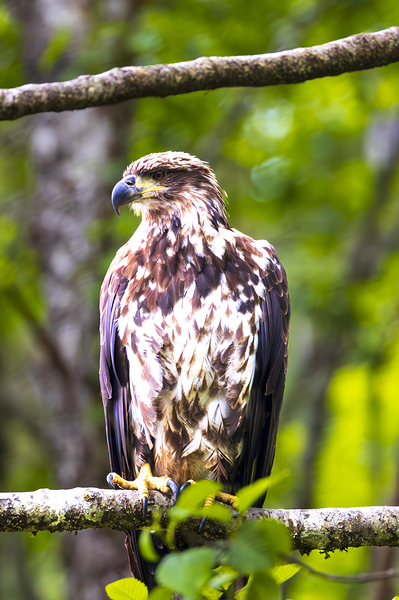 Alaska Juvenile Eagle Print