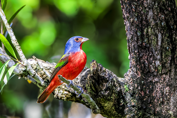 Painted bunting Print