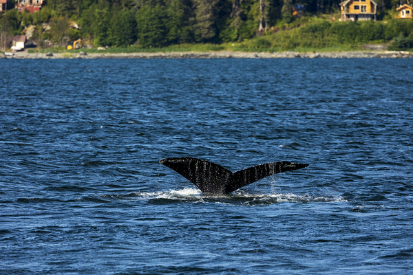 Store Alaska5L3A7652 Print