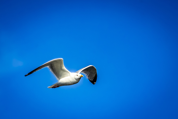 Store Alaska5L3A7673 Print