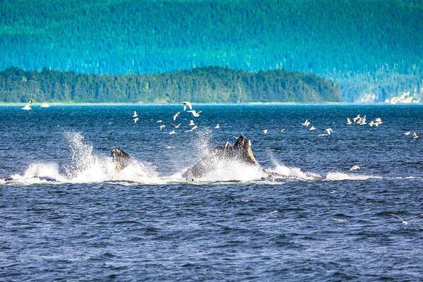 Store Alaska5L3A7688 Print