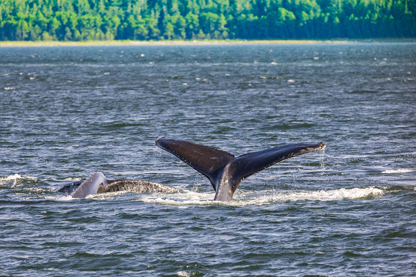 Store Alaska5L3A7728 Print