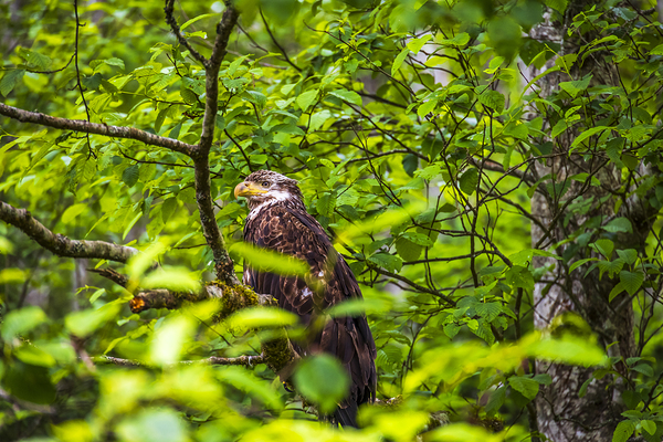 Store Alaska5L3A8248 Print