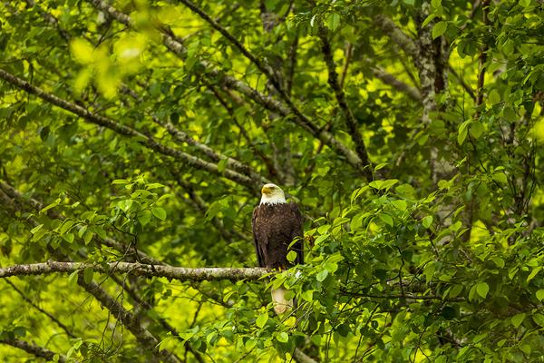 Store Alaska5L3A8325 Print