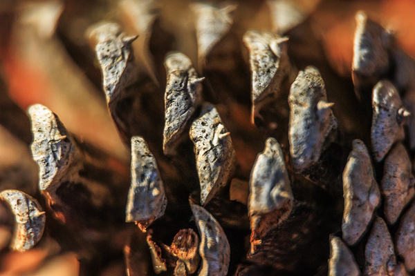 Store Georgia 5L3A0127 Print