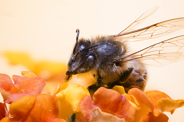 Store Macro 2024 06 16 Print